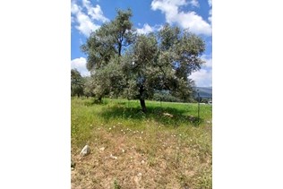 property-1