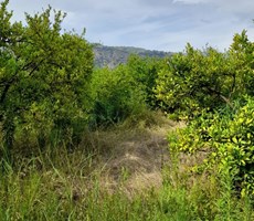 köyceğiz döğüşbelen mah. satılık 8690 m2 narenciye bahçesi