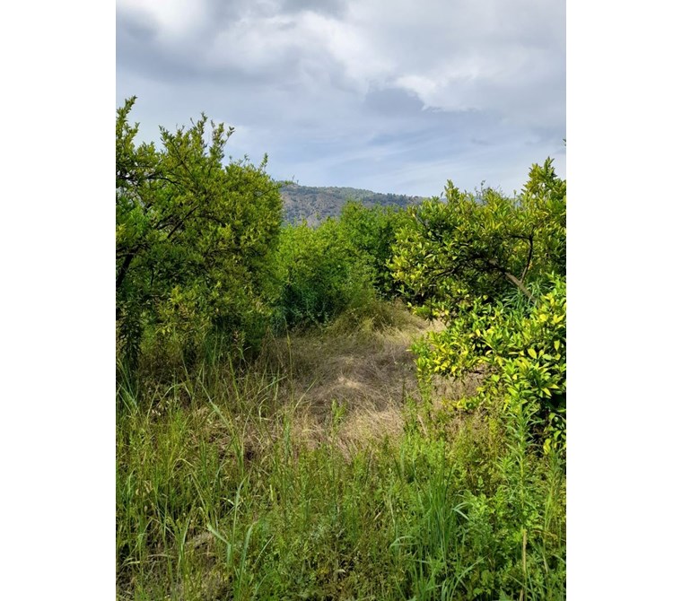 köyceğiz döğüşbelen mah. satılık 8690 m2 narenciye bahçesi