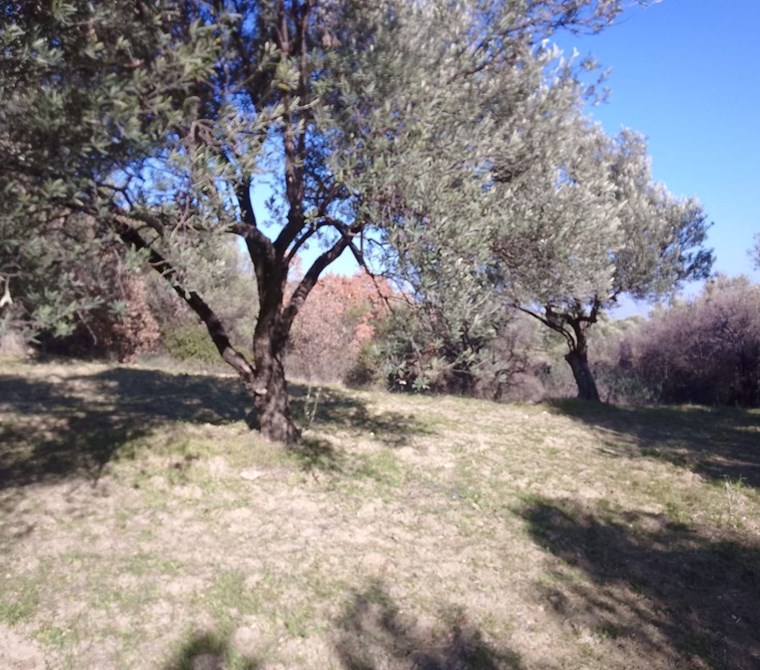 AYVALIK TA ALTIN EMLAK TAN SATILIK 22 DÖNÜM ZEYTİNLİK