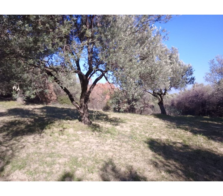 AYVALIK TA ALTIN EMLAK TAN SATILIK 22 DÖNÜM ZEYTİNLİK