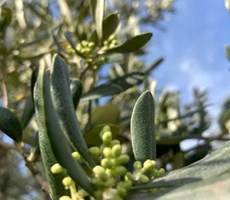 SEYDİKEMER KAYADİBİ’NDE 4.811 m² ZEYTİN BAHÇESİ – YATIRIMA VE ÜRETİME UYGUN!