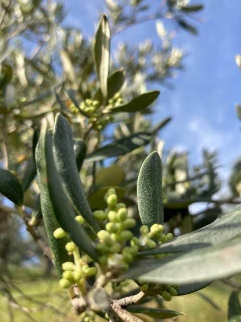 SEYDİKEMER KAYADİBİ’NDE 4.811 m² ZEYTİN BAHÇESİ – YATIRIMA VE ÜRETİME UYGUN!