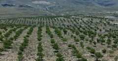 MERSİN ERDEMLİ EVDİLEK YAYLASI'NDA SATILIK 650 DÖNÜM CEVİZ BAHÇESİ