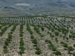 MERSİN ERDEMLİ EVDİLEK YAYLASI'NDA SATILIK 650 DÖNÜM CEVİZ BAHÇESİ