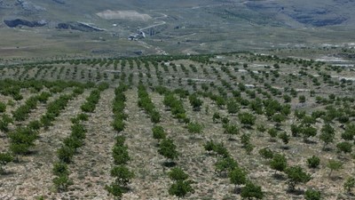 MERSİN ERDEMLİ EVDİLEK YAYLASI'NDA SATILIK 650 DÖNÜM CEVİZ BAHÇESİ