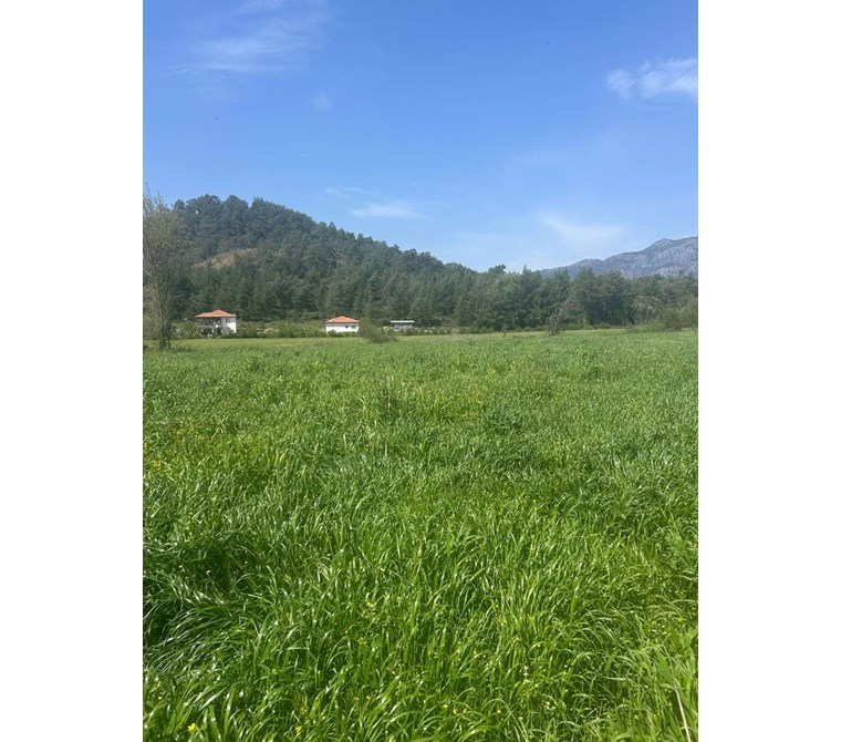 Muğla Köyceğiz Beyobası'nda 3817m² Tek Tapu Tarla