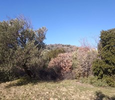 AYVALIK ALTIN EMLAKTAN SATILIK 11 DÖNÜM ZEYTİNLİK