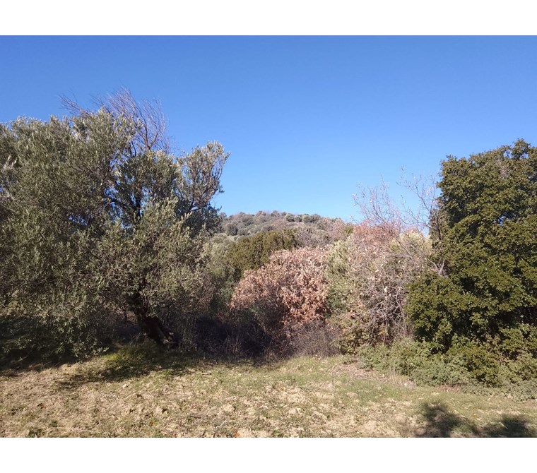 AYVALIK ALTIN EMLAKTAN SATILIK 11 DÖNÜM ZEYTİNLİK