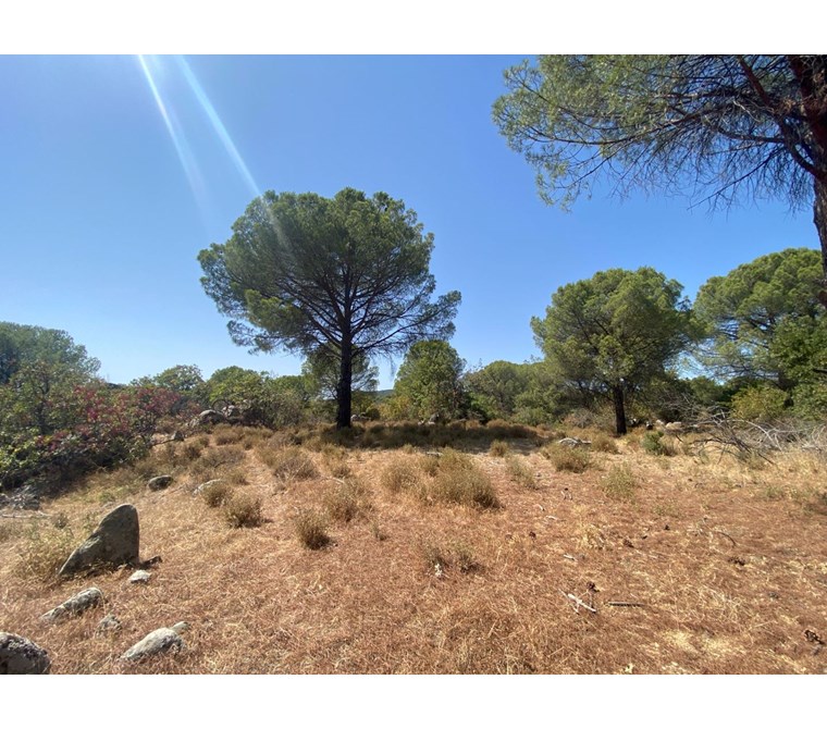 ALTIN EMLAKTAN AYVALIK BAĞYÜZÜNDE SATILIK 11.930 M2 BAĞ