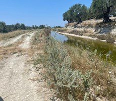 ALTIN EMLAKTAN AYVALIK TA HOBİ BAHÇESİ OLABİLECEK ZEYTİNLİK