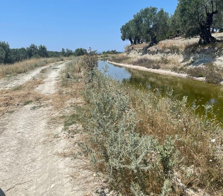 ALTIN EMLAKTAN AYVALIK TA HOBİ BAHÇESİ OLABİLECEK ZEYTİNLİK