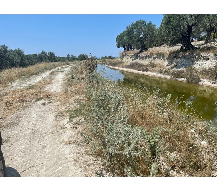 ALTIN EMLAKTAN AYVALIK TA HOBİ BAHÇESİ OLABİLECEK ZEYTİNLİK