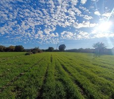 ÇANAKKALE AYVACIK SAPANCA KÖYÜ ANA YOLA CEPHELİ YATIRIMLIK TARLA