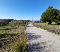 köyceğiz zeytinalanı mah. satılık 1200 m2 tarla