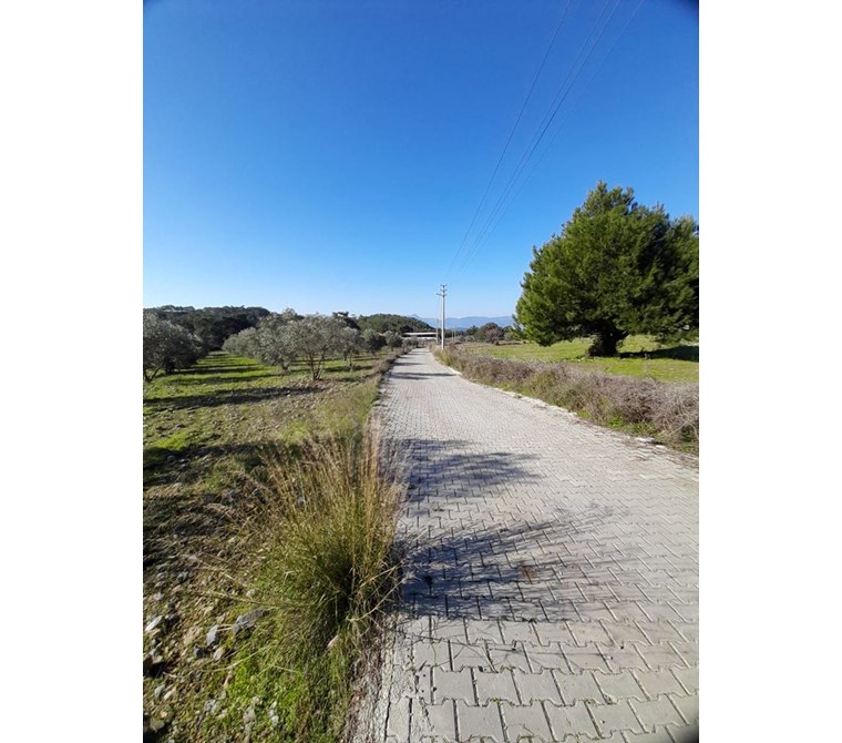 köyceğiz zeytinalanı mah. satılık 1200 m2 tarla