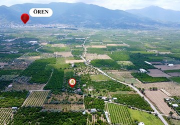 Ören’de 5.910 m² Kiraz Bahçesi – 250 m² Ev Yapılabilir !