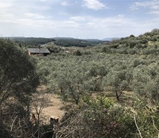 URLA KUŞÇULARDA SATILIK ZEYTİNLİK,ÇİFTLİK