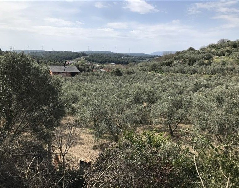 URLA KUŞÇULARDA SATILIK ZEYTİNLİK,ÇİFTLİK