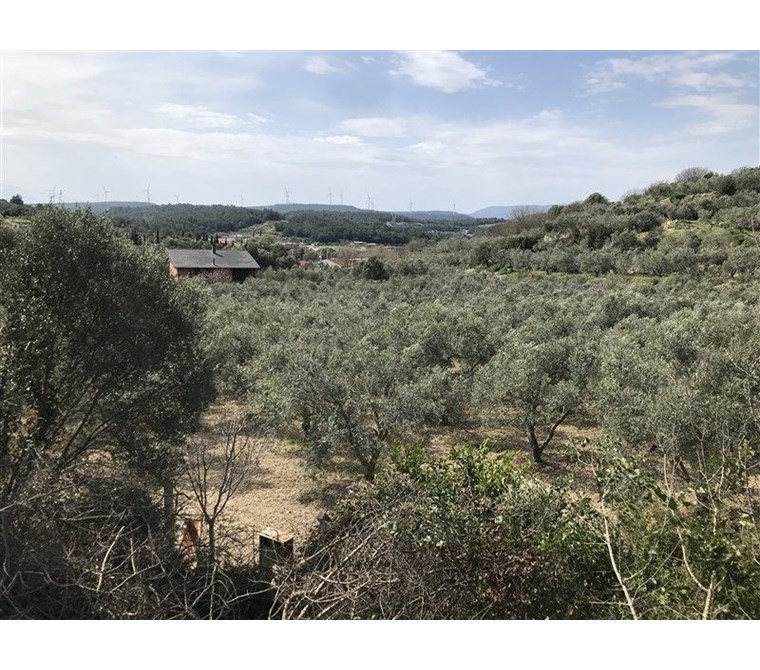 URLA KUŞÇULARDA SATILIK ZEYTİNLİK,ÇİFTLİK