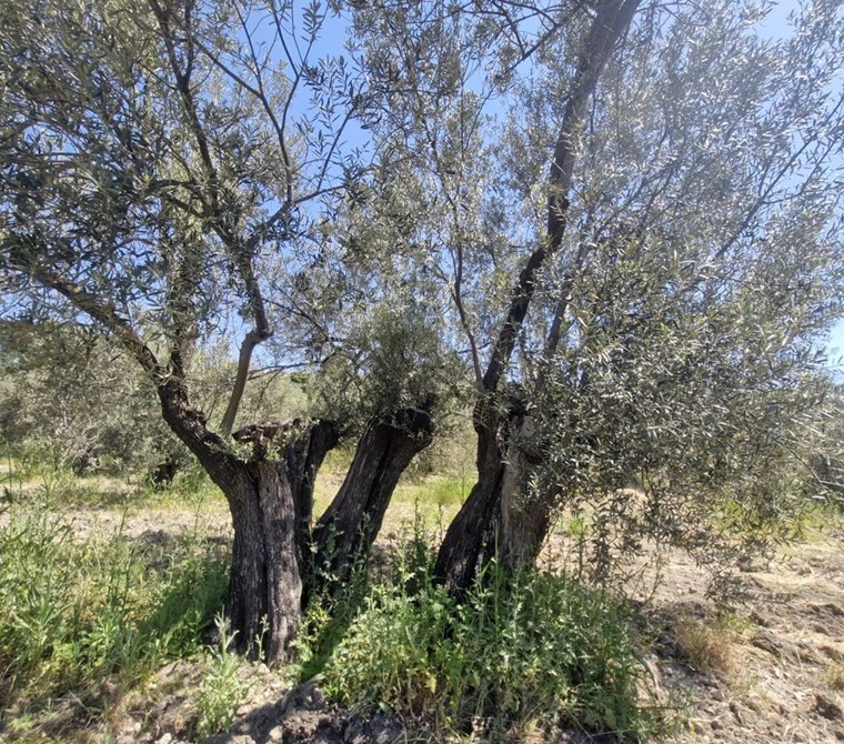 ALTIN EMLAKTAN AYVALIKTA SATILIK 9215 M2 ZEYTİNLİK