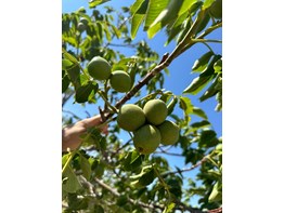 MERSİN ERDEMLİ EVDİLEK YAYLASI'N DA SATILIK 650 DÖNÜM CEVİZ BAHÇESİ