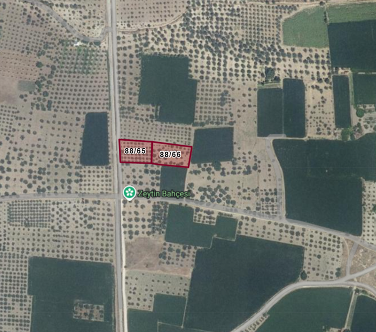 KIRKAĞAÇTA SATILIK 4244 M² YOL CEPHELİ İKİ PARSEL ZEYTİNLİK