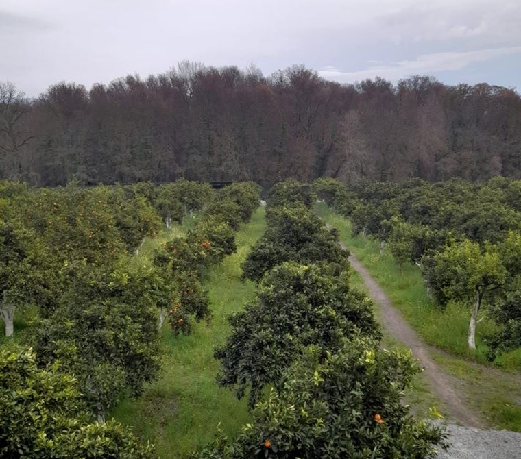 müjgan emlaktan köyceğiz toparlarda satılık 2b arazisi