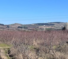 ÇANAKKALE MERKEZ MUSAKÖYDE ANAYOLA 60 M SATILIK TARLA