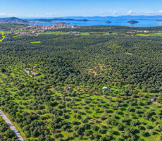 ACELE SATILIK Ayvalık Merkeze 4 Km | 5.275 m² | 65 Zeytin Ağaçlı Zeytinlik