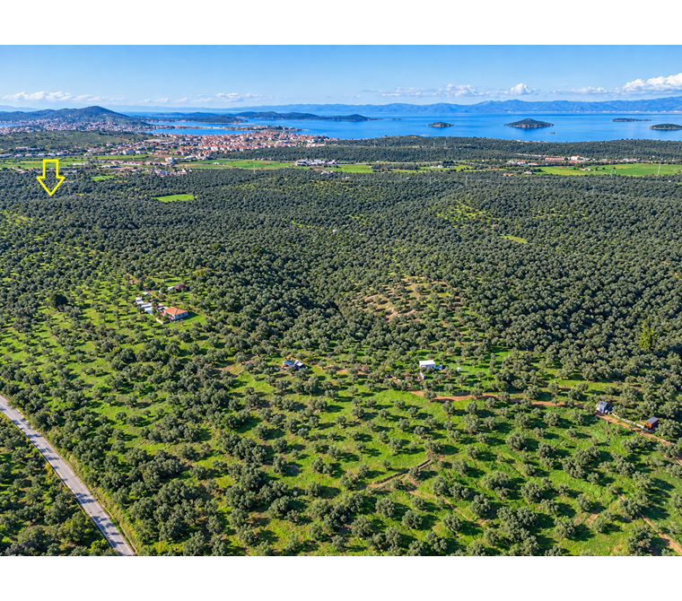 ACELE SATILIK Ayvalık Merkeze 4 Km | 5.275 m² | 65 Zeytin Ağaçlı Zeytinlik