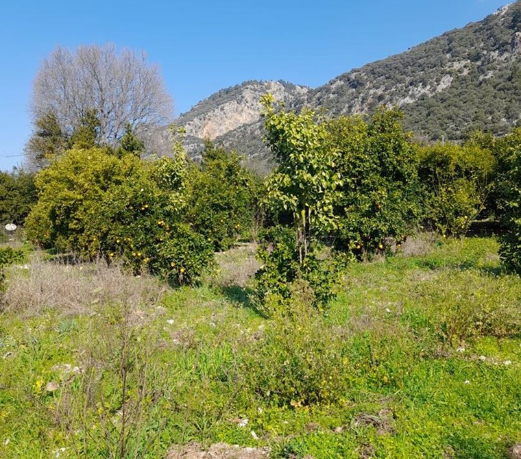 köyceğiz yangı mah.satılık 839 m2 tarla
