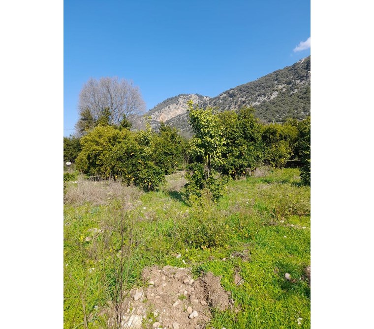köyceğiz yangı mah.satılık 839 m2 tarla