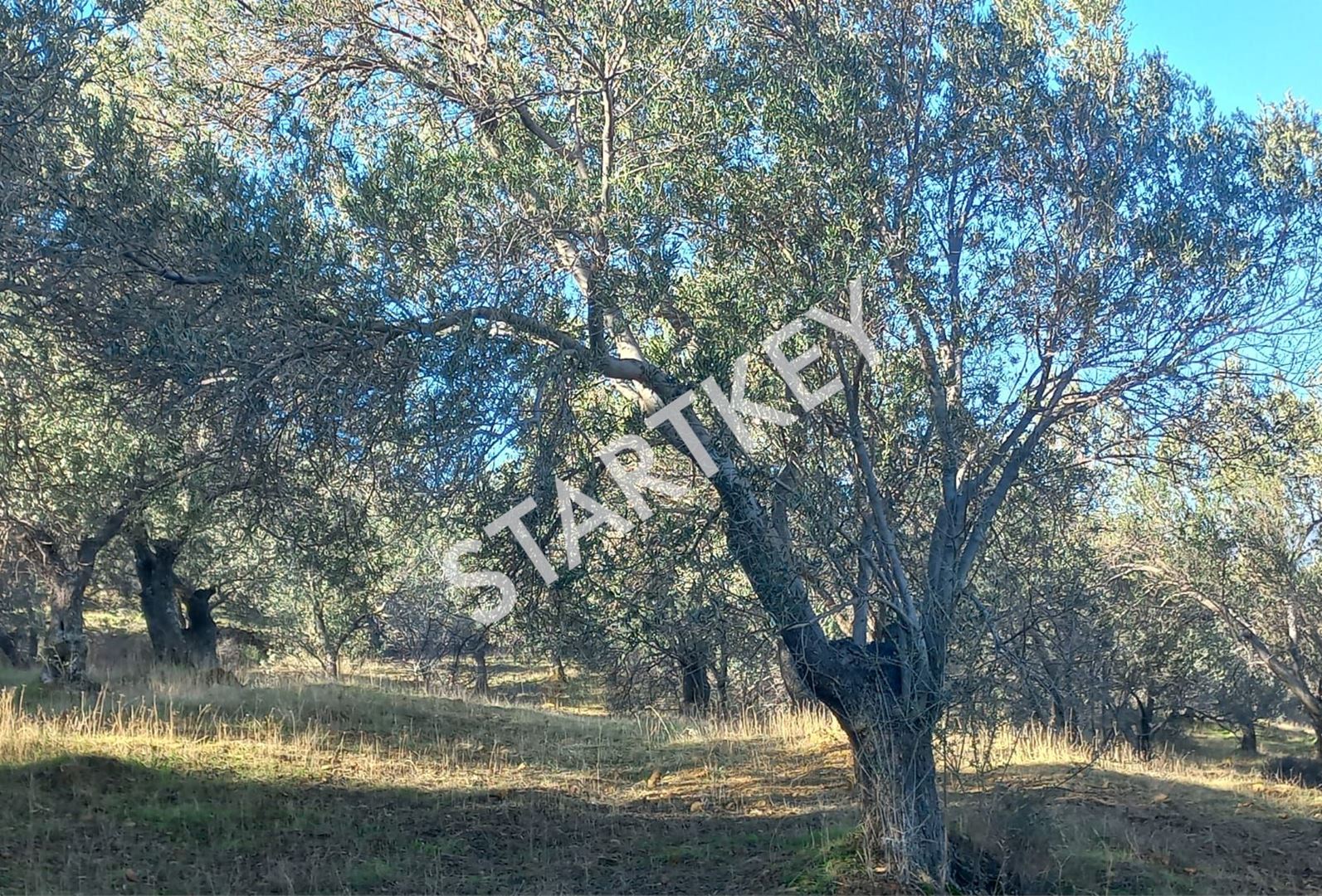 Property-photo