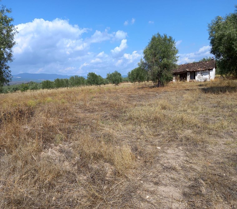 MANİSA SARUHANLI ÇAKMAKLI DA SATILIK 6.800 M2 ZEYTİNLİ TARLA 2.000.000 TL