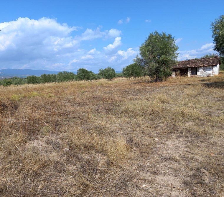 MANİSA SARUHANLI ÇAKMAKLI DA SATILIK 6.800 M2 ZEYTİNLİ TARLA 2.000.000 TL