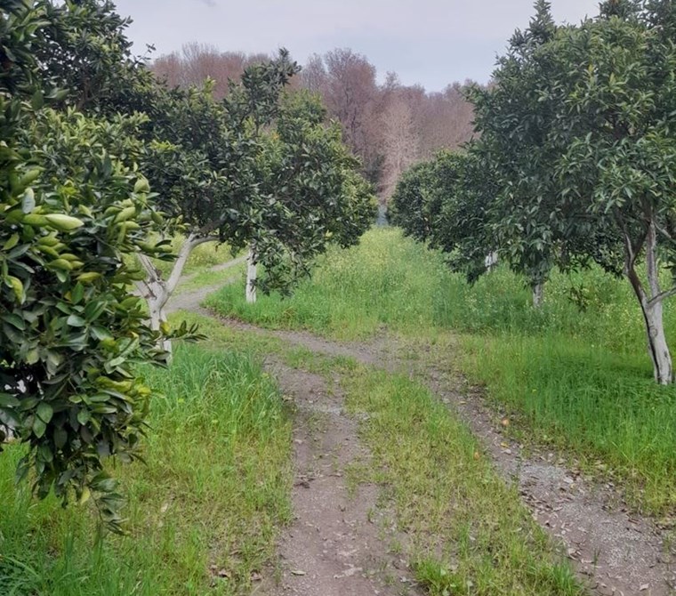 köyceğiz toparlar mah. satılık 345 m2 2b arazisi