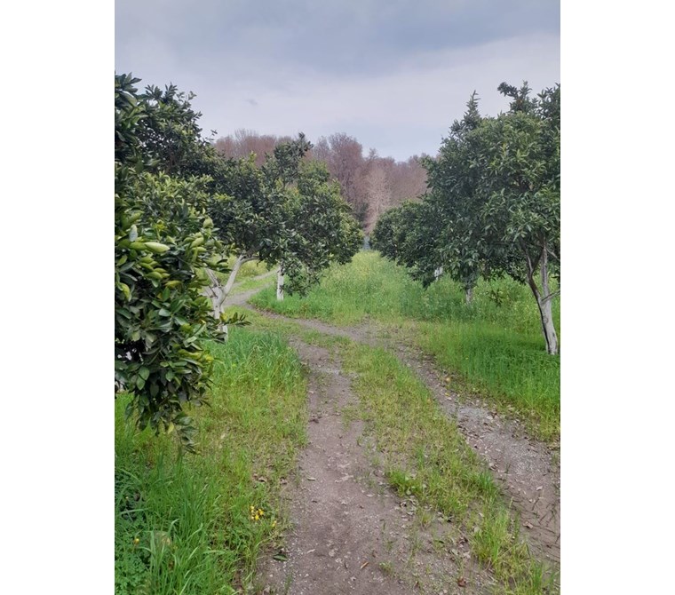 köyceğiz toparlar mah. satılık 345 m2 2b arazisi