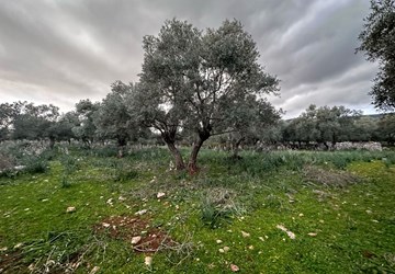 Milas Gürçamlar'da Satılık Zeytinlik