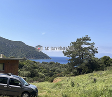 Datça Murdala Koyu'na Yürüme Mesafesinde 2000M² Zeytinlik