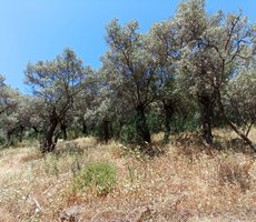  İzmir Bayındır Kızıloba Köyünde 627 m2 Satılık 25 Ağaçlı Zeytinlik