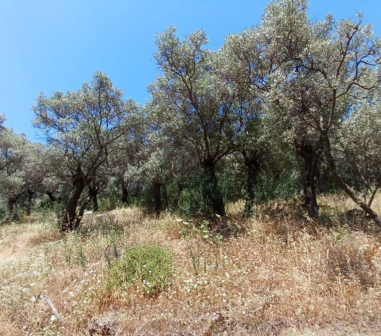  İzmir Bayındır Kızıloba Köyünde 627 m2 Satılık 25 Ağaçlı Zeytinlik