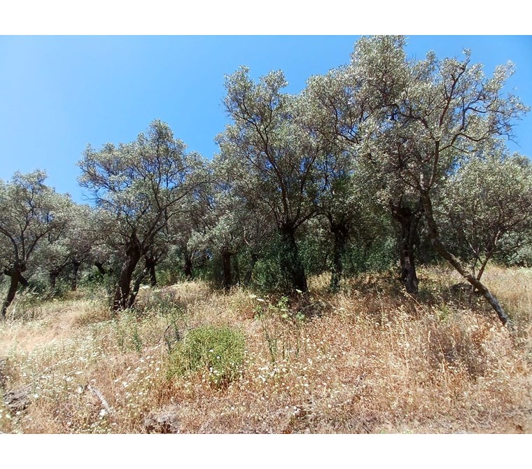  İzmir Bayındır Kızıloba Köyünde 627 m2 Satılık 25 Ağaçlı Zeytinlik