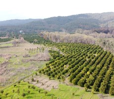 Köyceğiz döğüşbelen de satılık 10800m2 narenciye bahçesi
