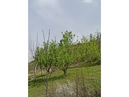 ADANA POZANTI KARAKIŞLAKÇIDA 12 DÖNÜM SATILIK BAHÇE