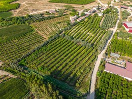 TARSUS ÖZBEK'TE 10.444 M2 SATILIK BAHÇE