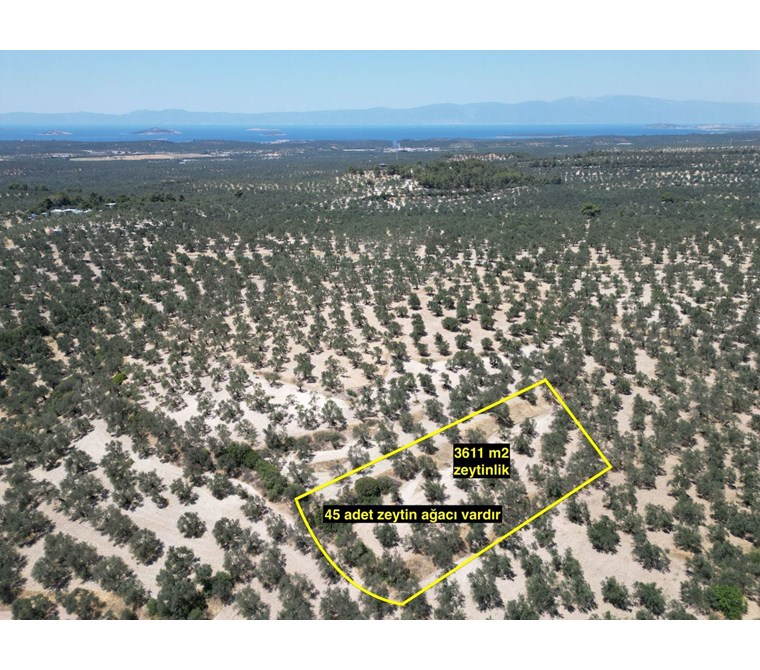 ALTIN EMLAKTAN K.KARABEKİRDE ANAYOL YOLA YAKIN 3611 M2 ZEYTİNLİK