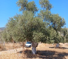 Bayındır Tarıma Dayalı Çİçek OSB Yakını 5265 mSatılık Zeytinlik