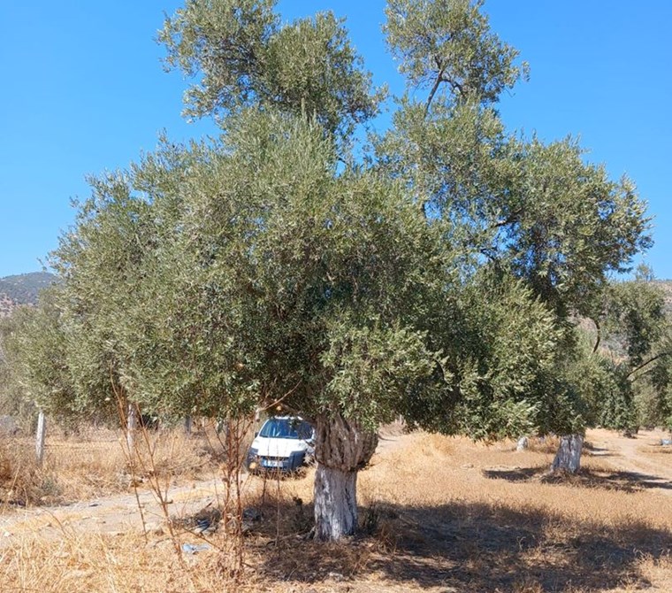 Bayındır Tarıma Dayalı Çİçek OSB Yakını 5265 mSatılık Zeytinlik