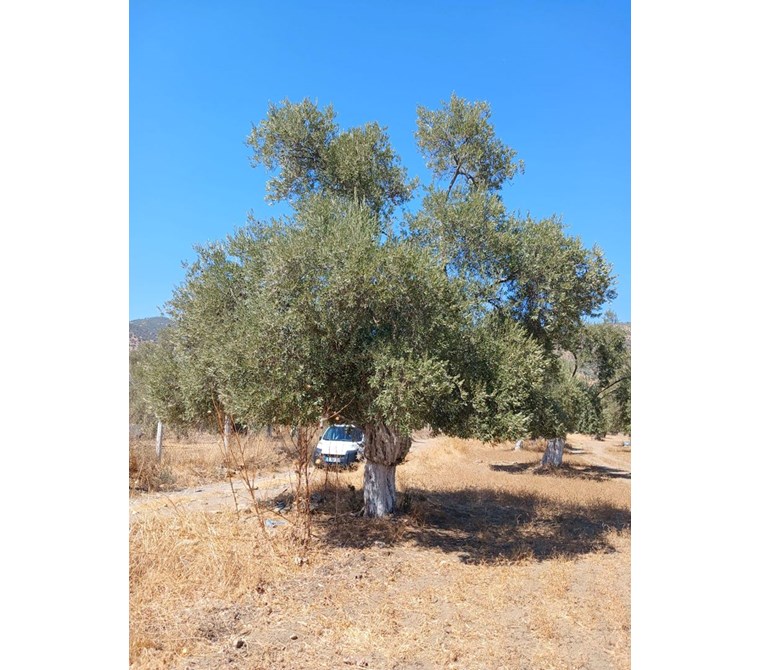 Bayındır Tarıma Dayalı Çİçek OSB Yakını 5265 mSatılık Zeytinlik